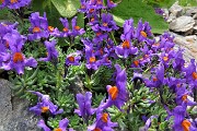 64 Linaria alpina al Passo della Portula